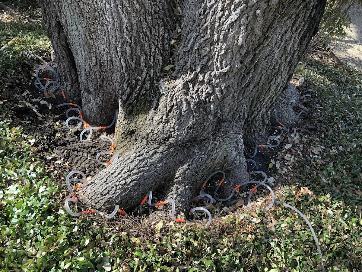 Detailed Tree Cabling and Bracing job site in Subiaco